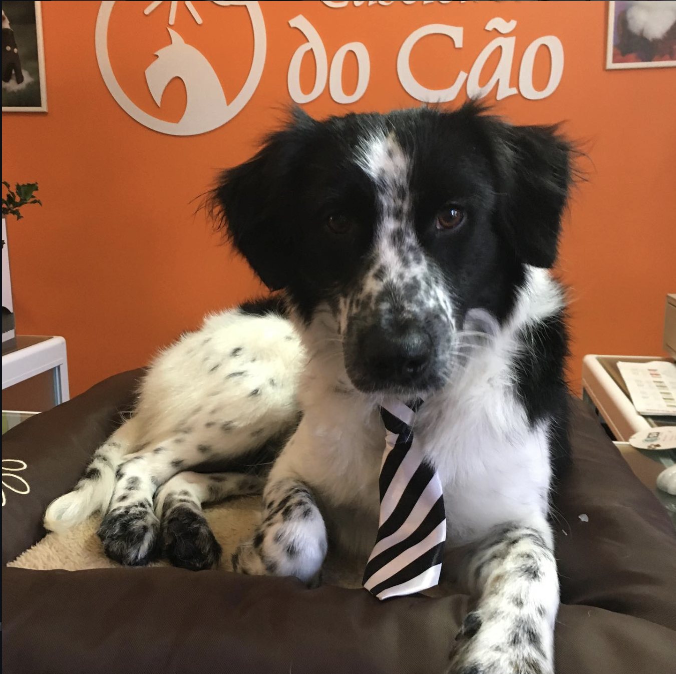 Cão após banho e tosquia