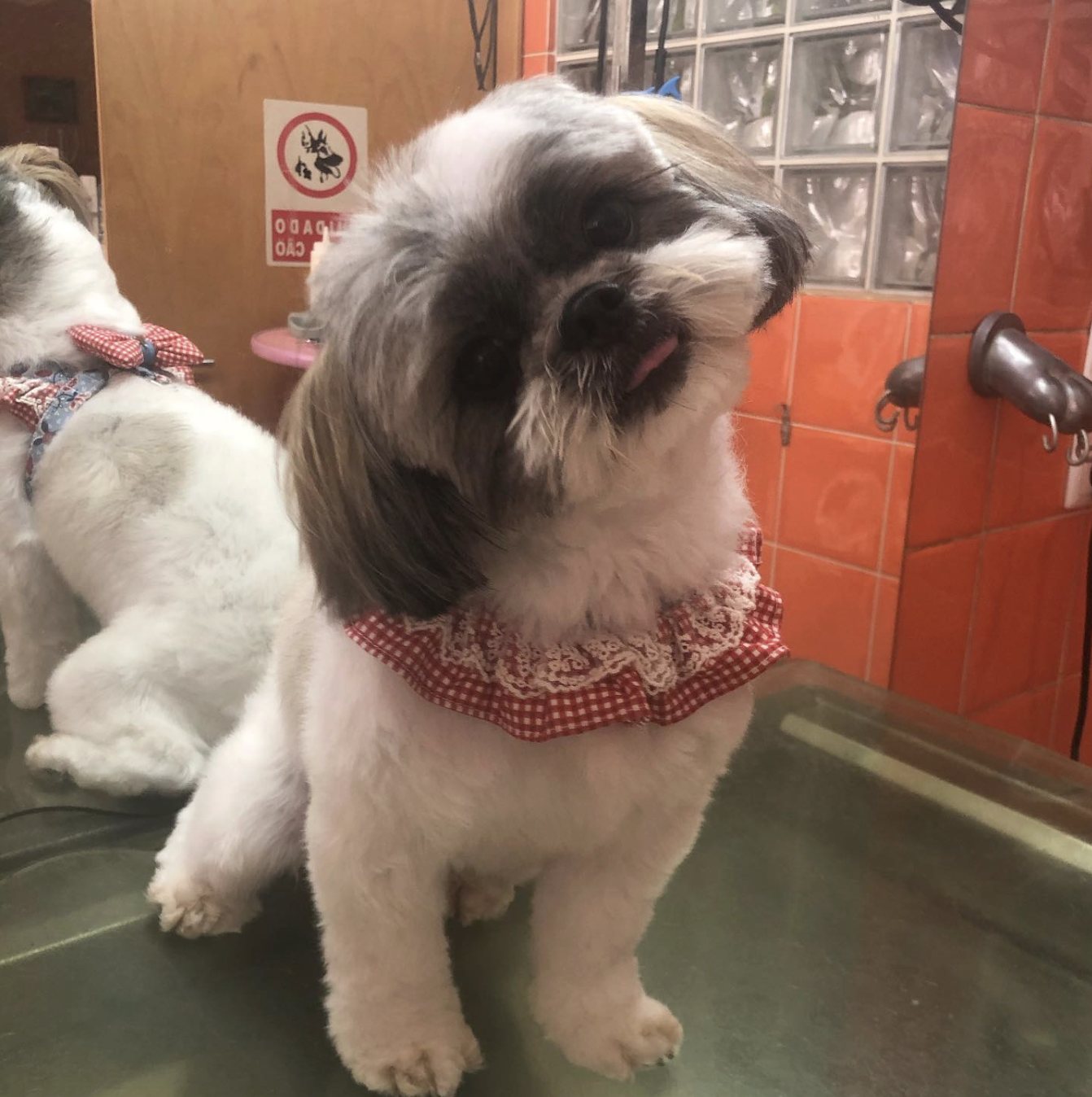 Cão com pelo aparado