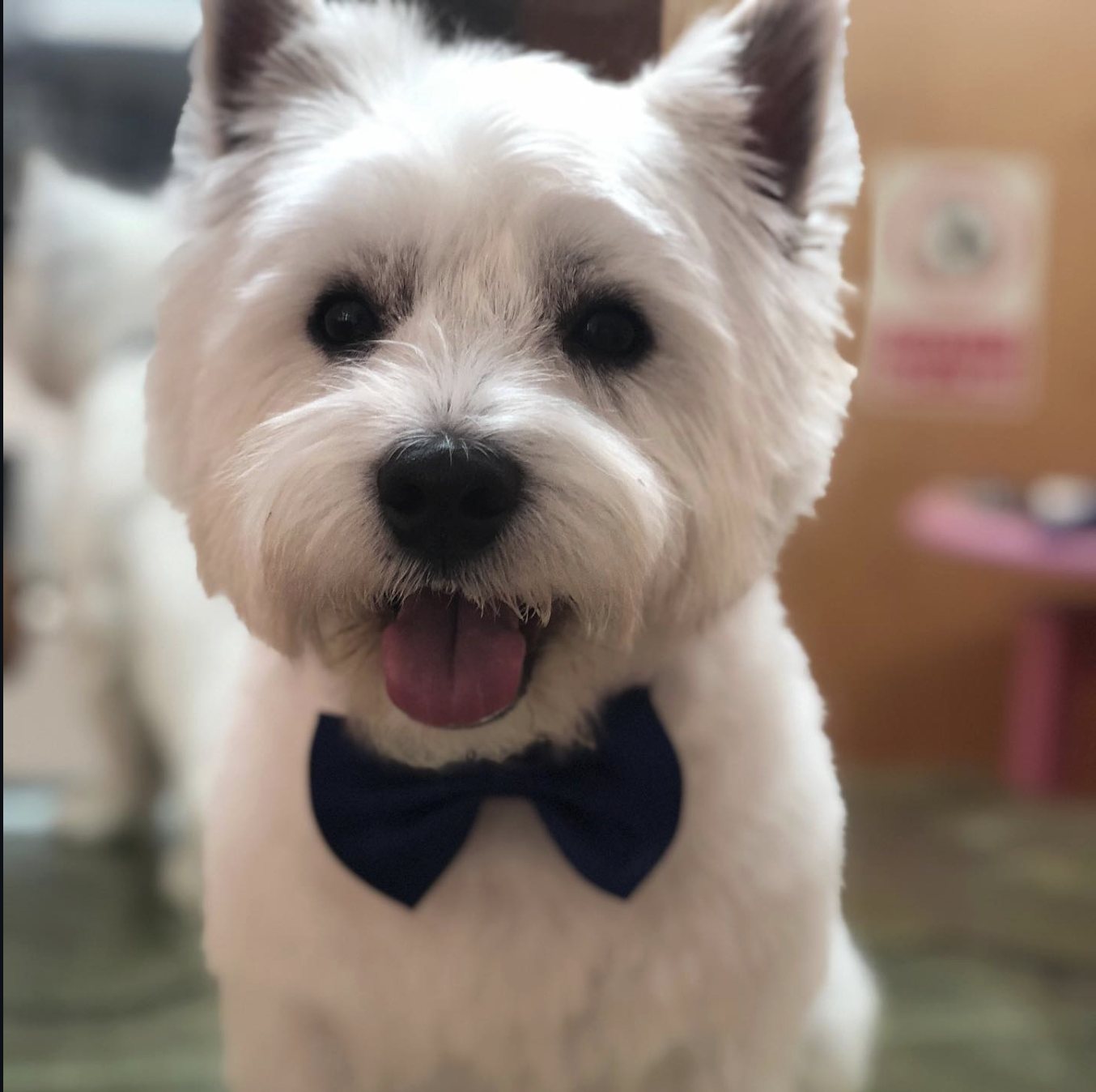 Cão bem cuidado, cliente do Cabeleireiro do Cão
