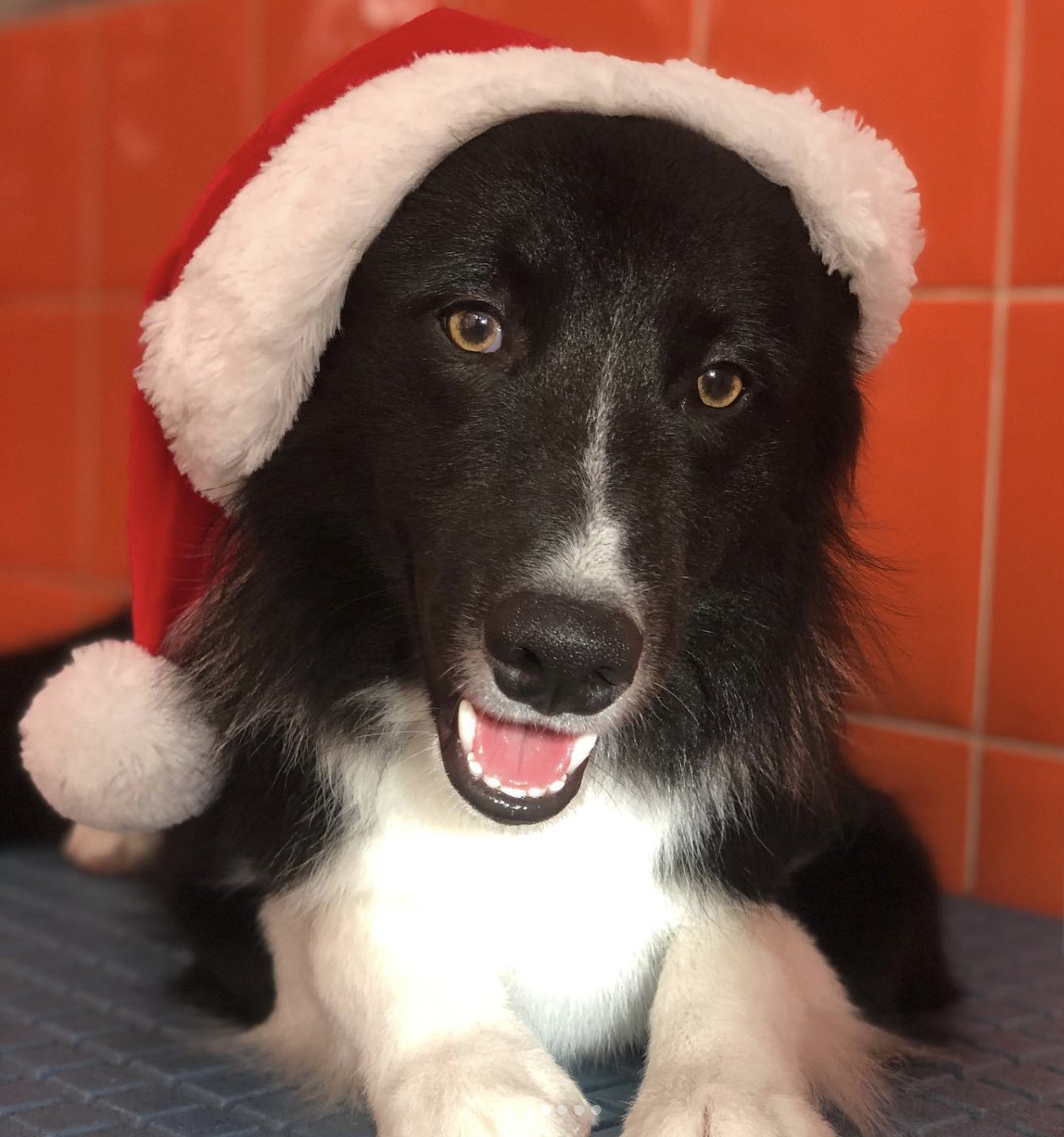 Cão tosquiado, pronto e bem cuidado, no Cabeleireiro do Cão
