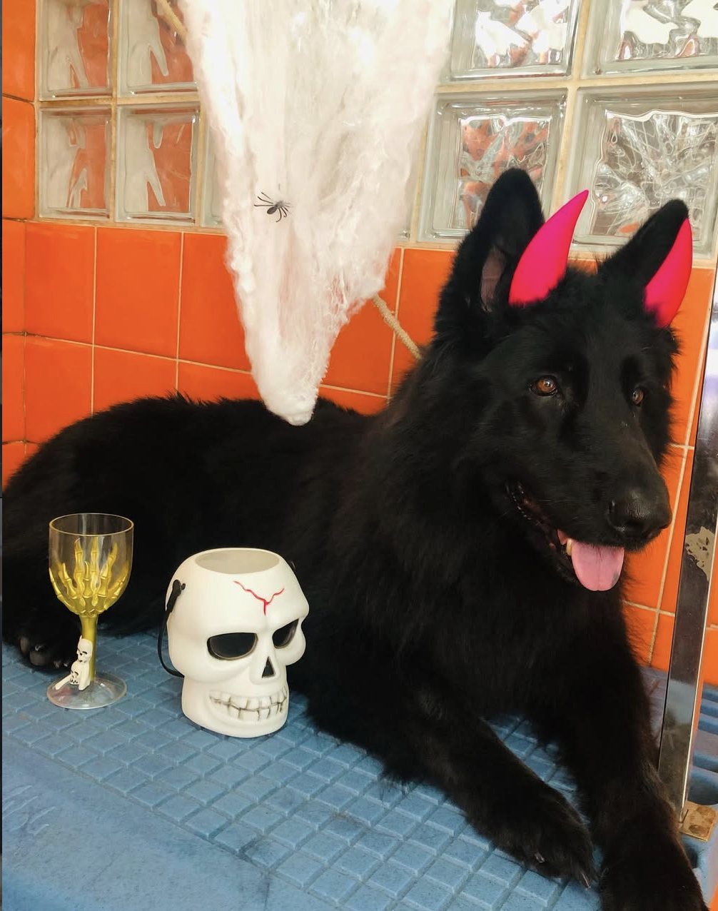 Cão de pelo curto após banho e tosquia