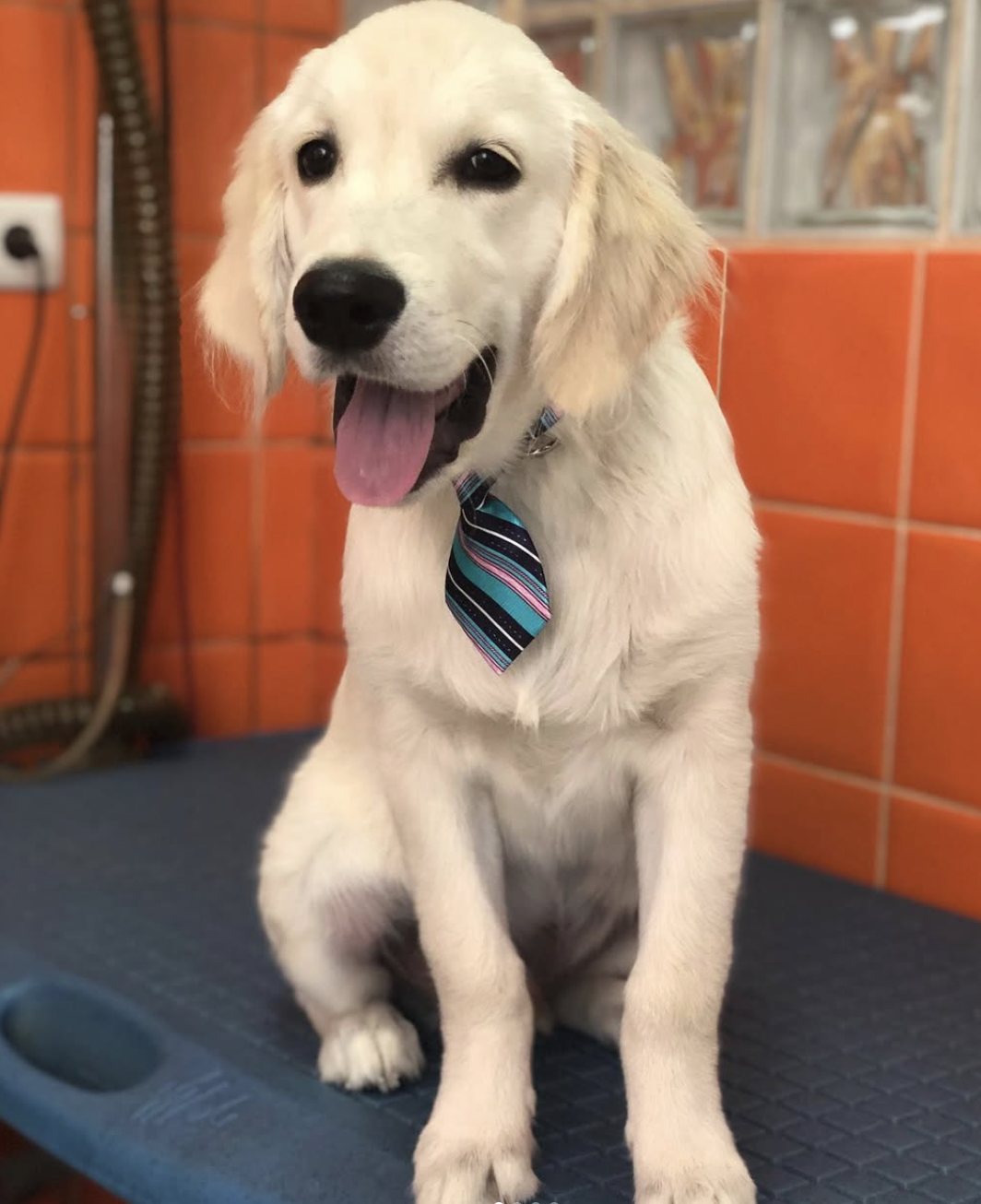 Cão com laço após banho