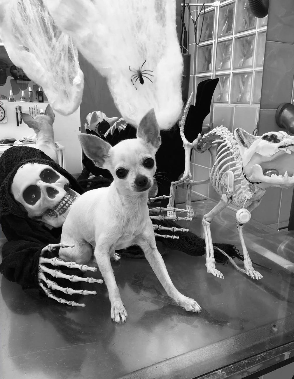 Cão pequeno com fantasia de Halloween