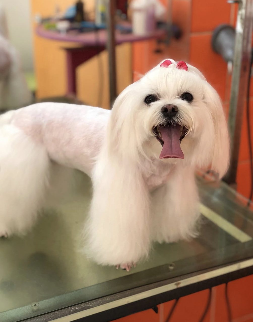 Cão com laço colorido após tosquia
