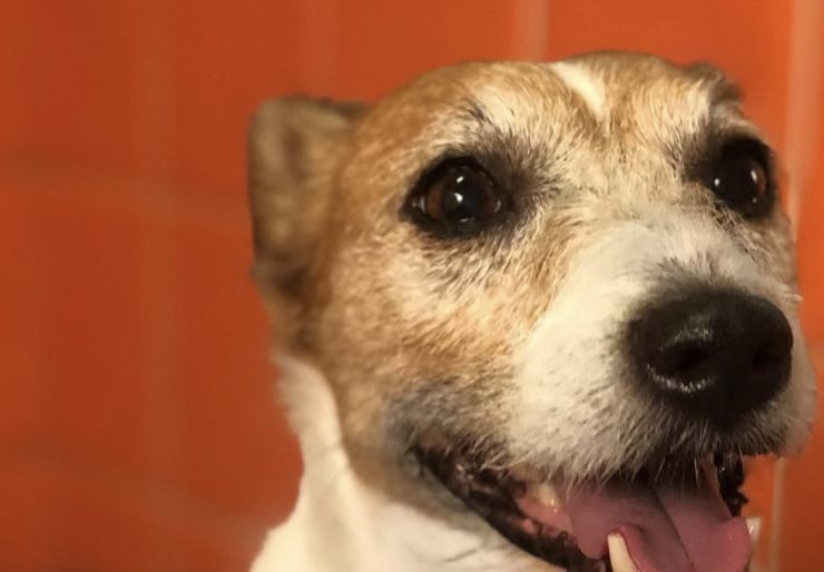 Cão bem cuidado no salão