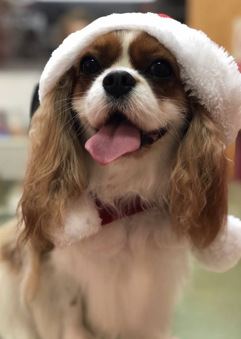 Cão com touca de Natal