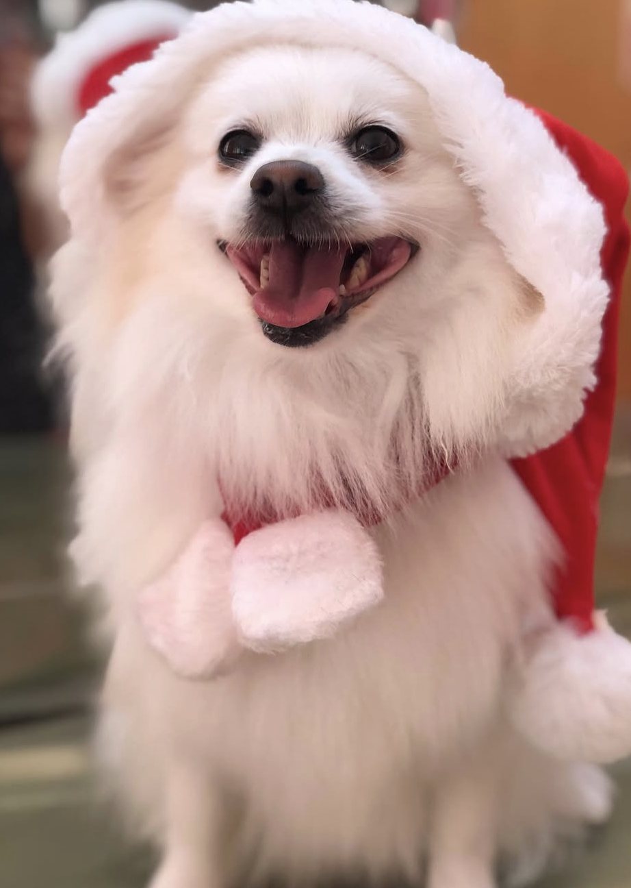 Cão tosquiado, resultado final