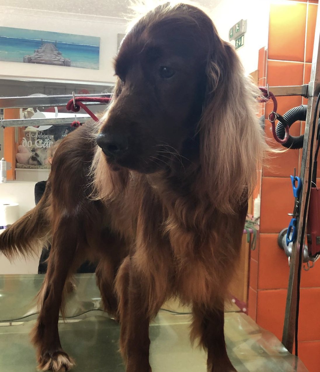 Setter Irlandês após tosquia no Cabeleireiro do Cão